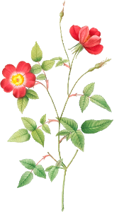 Rose Indica Stelligera, also known as the Bengal Star (Rosa indica stelligera) from Les Roses (1817–1824) by Pierre-Joseph Redouté.