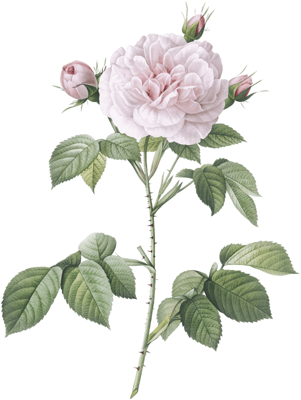 Royal White Rose, Rosa alba regalis from Les Roses (1817–1824) by Pierre-Joseph Redouté.