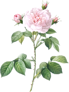 Royal White Rose, Rosa alba regalis from Les Roses (1817–1824) by Pierre-Joseph Redouté.