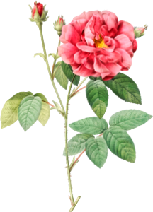 French Rose, also known as Ordinary Provins Rosebush (Rosa galluca offuenalis) from Les Roses (1817–1824) by Pierre-Joseph Redouté.