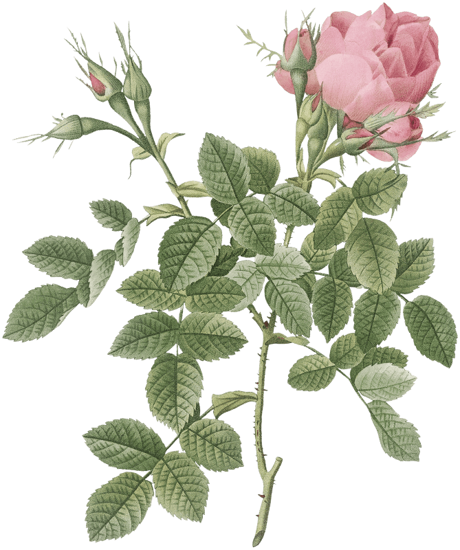 Dwarf Four Seasons Rose, Rosa bifera pumila from Les Roses (1817–1824) by Pierre-Joseph Redouté.