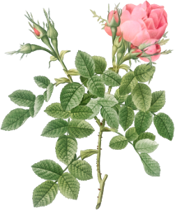 Dwarf Four Seasons Rose, Rosa bifera pumila from Les Roses (1817–1824) by Pierre-Joseph Redouté.
