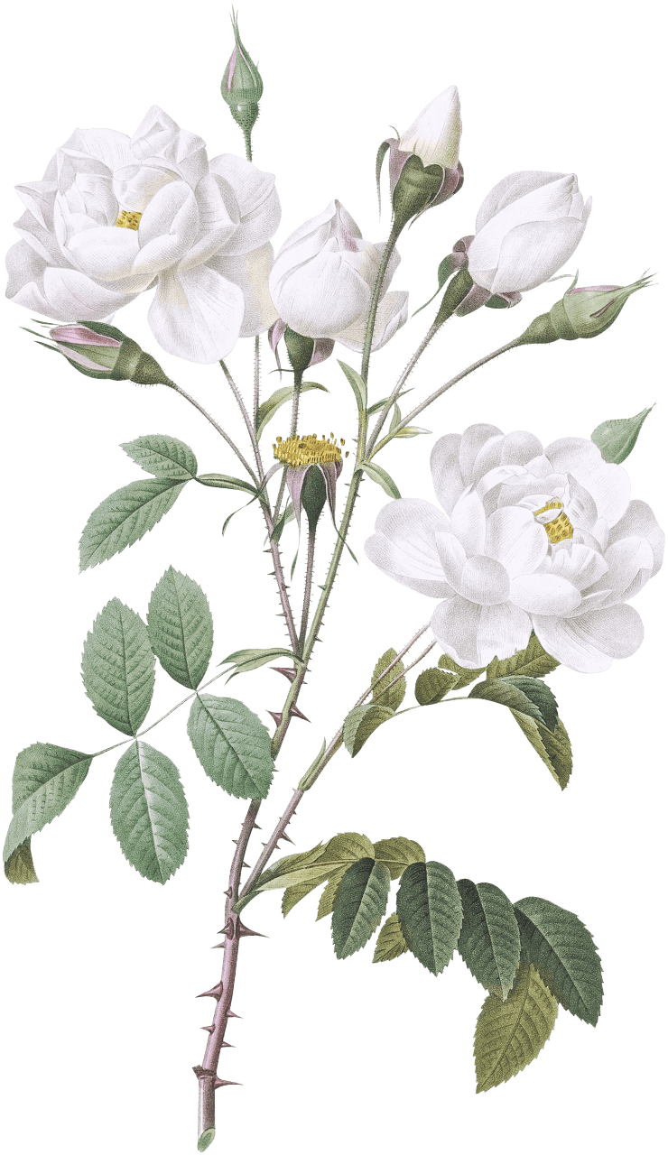 Rosa campanulata alba also known as Pink Bellflowers to White Flowers from Les Roses (1817–1824) by Pierre-Joseph Redouté.