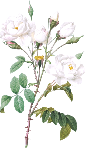 Rosa campanulata alba also known as Pink Bellflowers to White Flowers from Les Roses (1817–1824) by Pierre-Joseph Redouté.