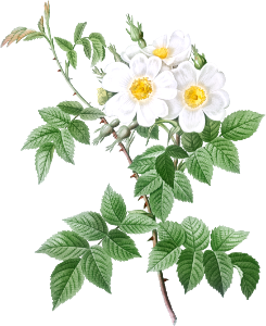 Short-styled rose with yellow and white flowers, Rosa brevistyla leucochroa from Les Roses (1817–1824) by Pierre-Joseph Redouté.