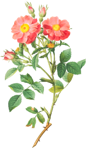 Queen Elizabeth's Sweetbriar, Rosehip of Queen Elizabeth (Rosa rubiginosa zabeth) from Les Roses (1817–1824) by Pierre-Joseph Redouté.