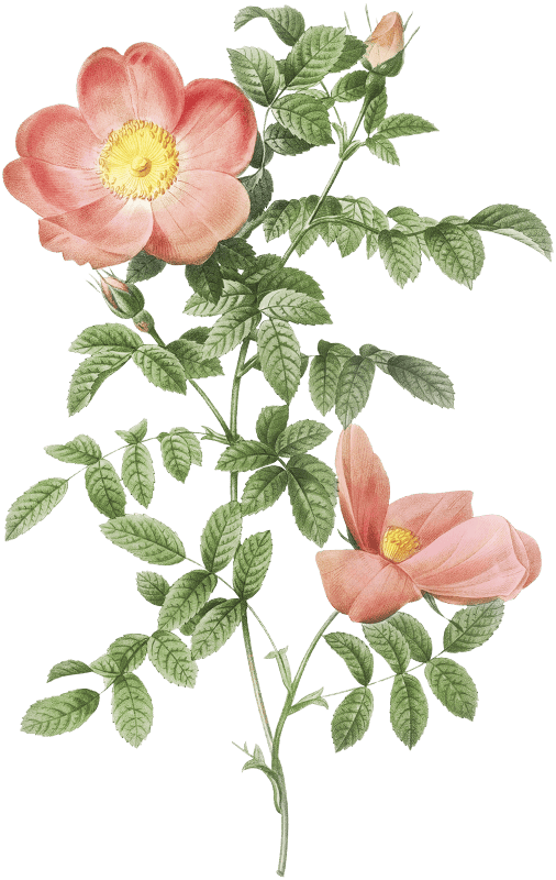 Red sweet brier, also known as Cherry Rosehip (Rosa eglanteria sub rubra) from Les Roses (1817–1824) by Pierre-Joseph Redouté.