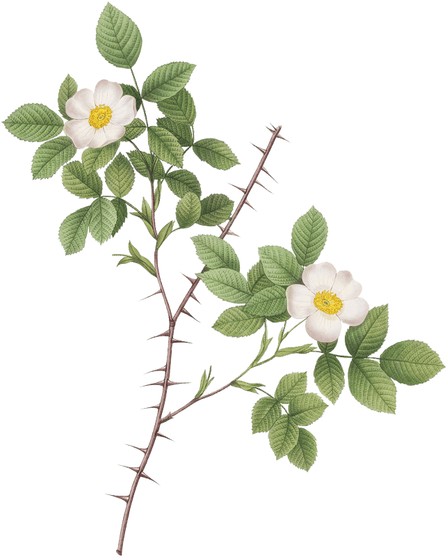 Spiny-Leaved Rose of Dematra, Rosa Spinulifolia Dematriana from Les Roses (1817–1824) by Pierre-Joseph Redouté.