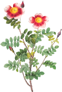 Variegated Flowering Variety of Burnet Rose, Rosa pimpinellifolia flore variegato from Les Roses (1817–1824) by Pierre-Joseph Redouté.