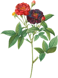 Rose of Van Eeden, Rosa gallica purpurea velutina, parva from Les Roses (1817–1824) by Pierre-Joseph Redouté.
