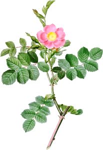 Sweet-Brier Rosebush, Rosa rubiginosa cretica from Les Roses (1817–1824) by Pierre-Joseph Redouté.