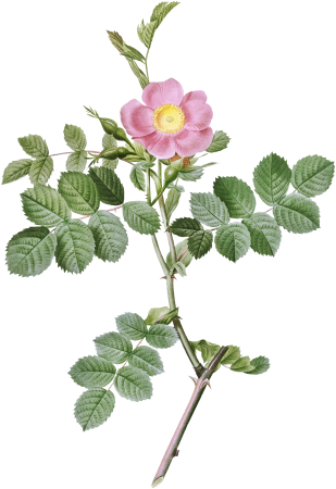 Sweet-Brier Rosebush, Rosa rubiginosa cretica from Les Roses (1817–1824) by Pierre-Joseph Redouté.