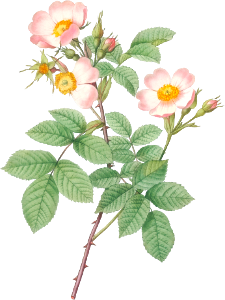 Short-Styled Field-Rose, also known as Rose Bush with Erect Stems (Rosa stylosa) from Les Roses (1817–1824) by Pierre-Joseph Redouté.