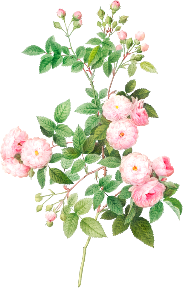 Flesh-Pink Multiflora, Rosa multiflora carnea from Les Roses (1817–1824) by Pierre-Joseph Redouté.