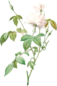 Variety of Monthly Rose also known as Bengal Rose with White Flowers (Rosa indica subalba) from Les Roses (1817–1824) by Pierre-Joseph Redouté.