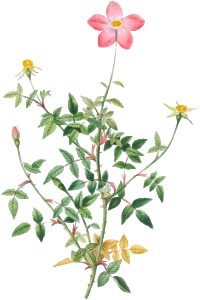 Single Dwarf China Rose, Rosa indica pumila, flore simplici from Les Roses (1817–1824) by Pierre-Joseph Redouté.