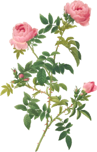 Hundred-petalled English Rose, also known as  Rose of the Hedges with semi-double flowers (Rosa centifolia Anglica rubra) from Les Roses (1817–1824) by Pierre-Joseph Redouté.