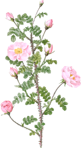 Double Pink Scotch Briar, also known as Red Pimple Rose (Rosa pimpinellifolia rubra) from Les Roses (1817–1824) by Pierre-Joseph Redouté.
