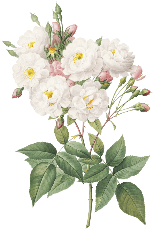 Rosa × noisettiana, also known as Rose of Philippe Noiselle from Les Roses (1817–1824) by Pierre-Joseph Redouté.