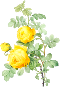 Rosa hemisphaerica, also known as Yellow Rose of Sulfur (Rosa sulfurea) from Les Roses (1817–1824) by Pierre-Joseph Redouté.