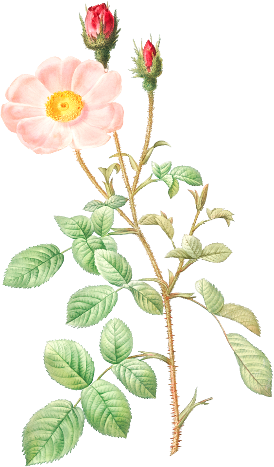 Musk Rose, also known as Sparkling Rose (Rosa moschata) from Les Roses (1817–1824) by Pierre-Joseph Redouté.