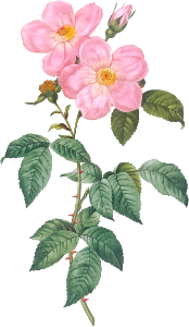 Single Tea-Scented Rose, Rosa indica fragrans flore simplici from Les Roses (1817–1824) by Pierre-Joseph Redouté.