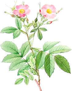 Alpine Rose, also known as Alpine Rose with Penduncle and Glaborous Calyx (Rosa alpina laevis) from Les Roses (1817–1824) by Pierre-Joseph Redouté.