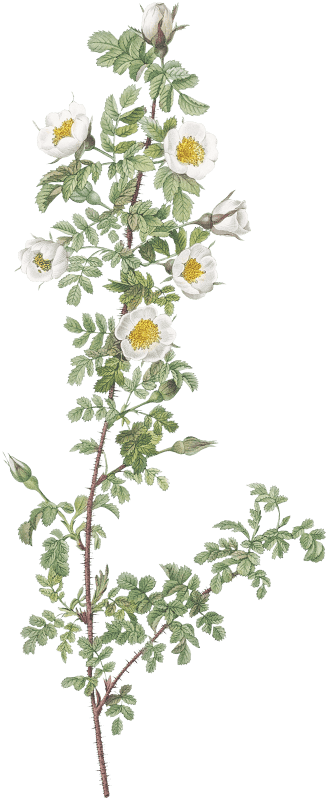 Burnet Rose, Rosa pimpinellifolia pumila from Les Roses (1817–1824) by Pierre-Joseph Redouté.