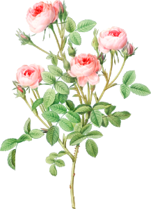 Burgundian Rose, Rosa pomponia from Les Roses (1817–1824) by Pierre-Joseph Redouté.