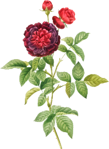 Guerin's Rose, also known as One Hundred-Leaved Rose (Rosa gallica gueriniana) from Les Roses (1817–1824) by Pierre-Joseph Redouté.