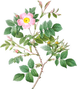 Malmedy Rose, Rosa Malmundariensis from Les Roses (1817–1824) by Pierre-Joseph Redouté.