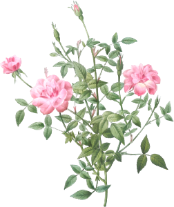 Double Miniature Rose, also known as Dwarf Rosebush (Rosa indica pumila) from Les Roses (1817–1824) by Pierre-Joseph Redouté.