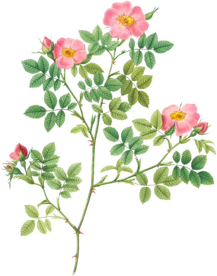 Corymb Rose, also known as Rose Bush (Rosa dumetorum) from Les Roses (1817–1824) by Pierre-Joseph Redouté.