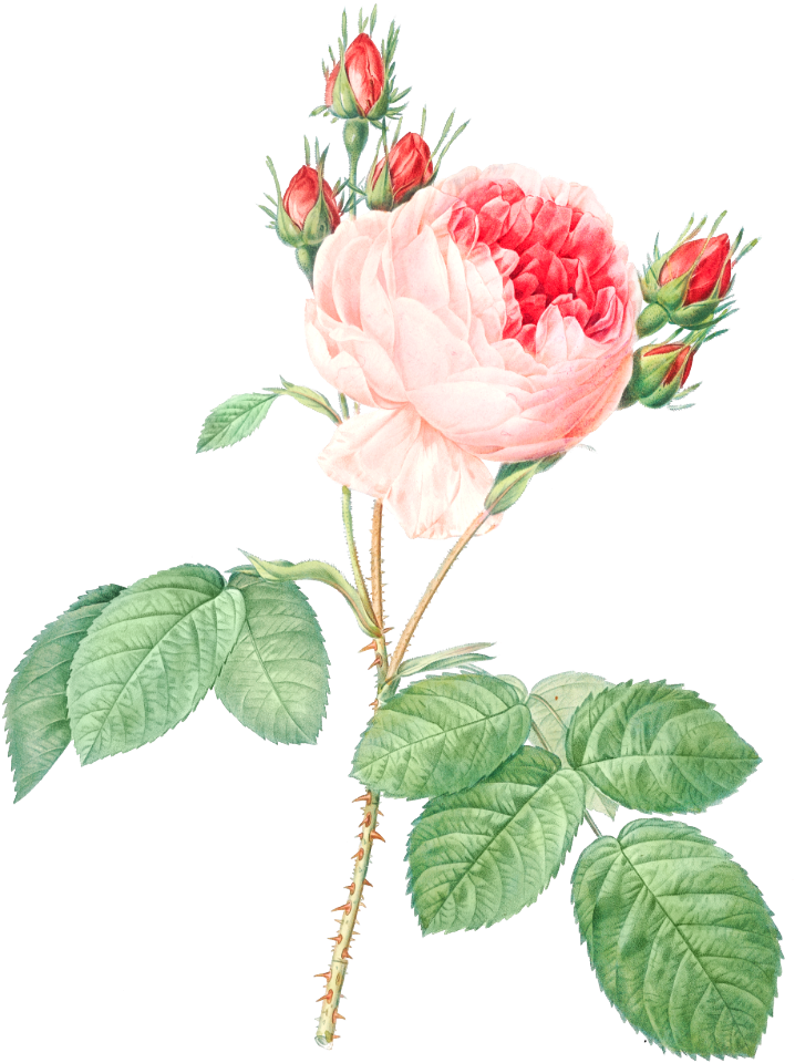 Cabbage Rose, also known as One Hundred-Leaved Rose (Rosa centifolia) from Les Roses (1817–1824) by Pierre-Joseph Redouté.