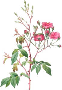 Pink Noisette, Rosa noisettiana purpurea from Les Roses (1817–1824) by Pierre-Joseph Redouté.