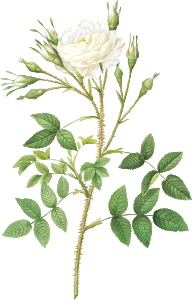 Rose of Rosenberg, Rosa rosenbergiana from Les Roses (1817–1824) by Pierre-Joseph Redouté.