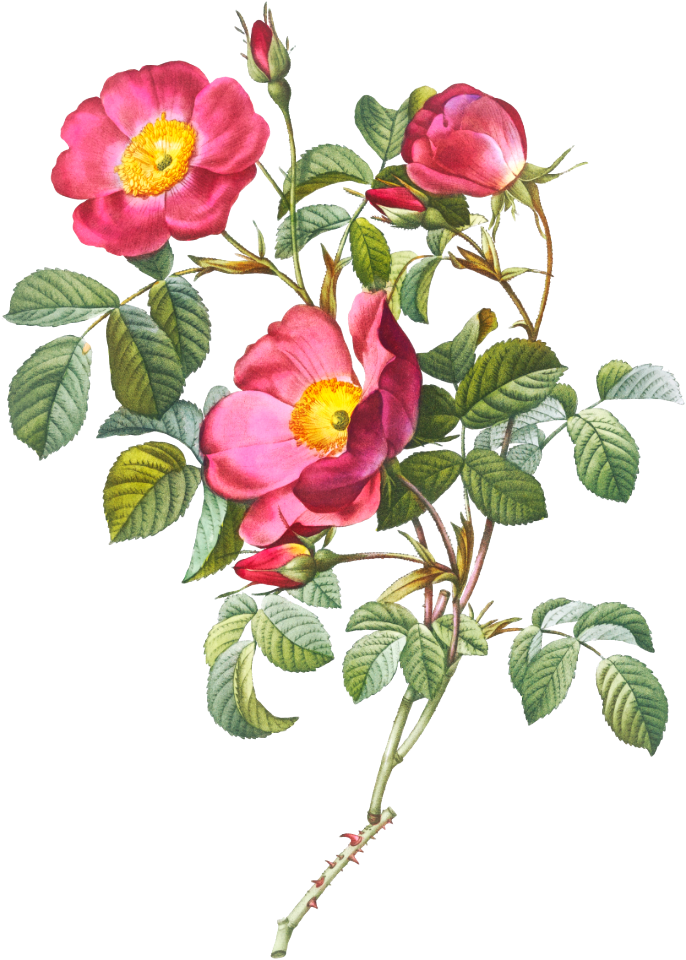 Rose of Love, Rosa pumila from Les Roses (1817–1824) by Pierre-Joseph Redouté.