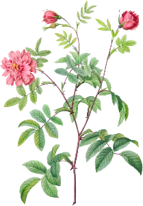 Cinnamon Rose, also known as Rose of May (Rosa cinnamomea maialis) from Les Roses (1817–1824) by Pierre-Joseph Redouté.