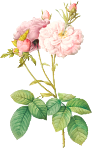 Celsiana, Damask Rose (Rosa damascena celsiana) from Les Roses (1817–1824) by Pierre-Joseph Redouté.