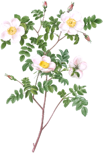 De Candolle's white rose, also known as Rosier de Candolle (Rosa candolleana elegans) from Les Roses (1817–1824) by Pierre-Joseph Redouté.
