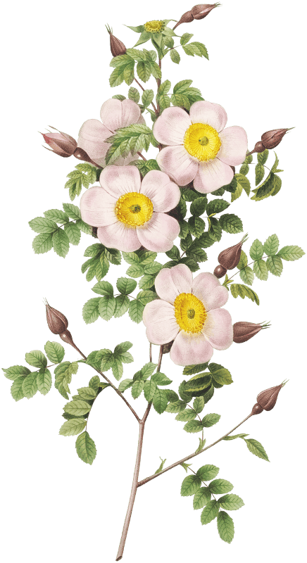 Rosa pimpinellifolia, also known as Burnet Rose (Rosa pimpinelli-folia inermis) from Les Roses (1817–1824) by Pierre-Joseph Redouté.