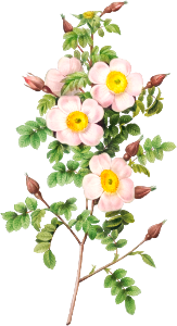 Rosa pimpinellifolia, also known as Burnet Rose (Rosa pimpinelli-folia inermis) from Les Roses (1817–1824) by Pierre-Joseph Redouté.