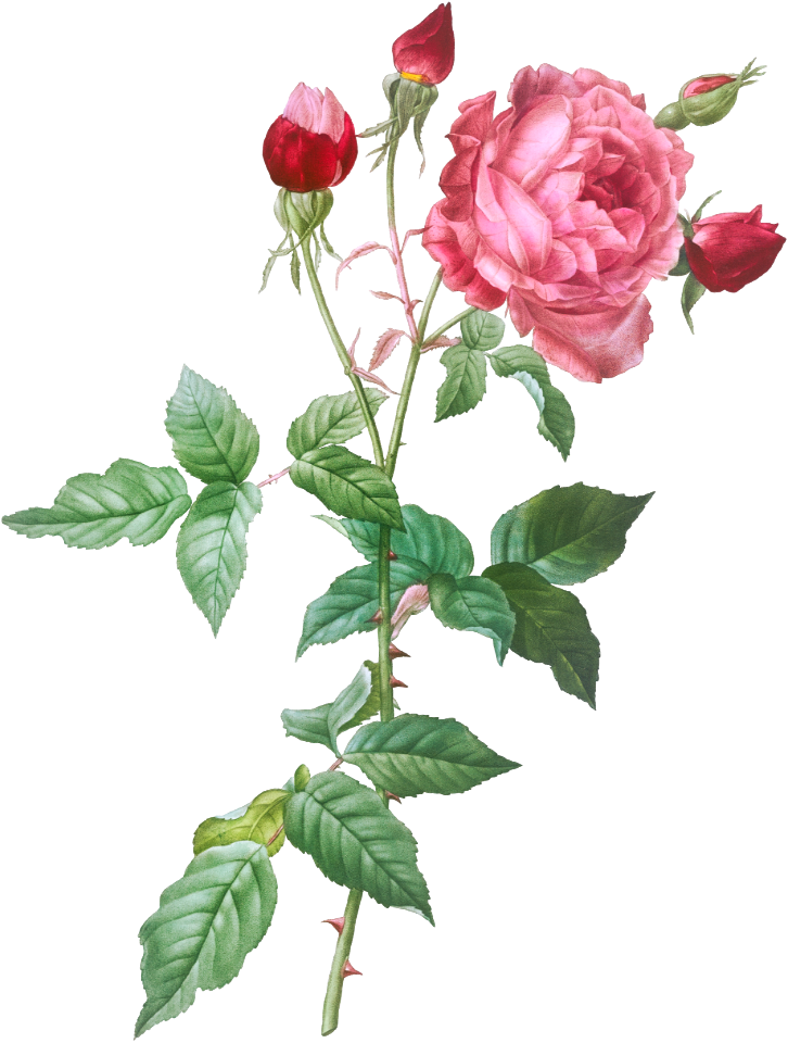 Provence Rose, Rosa indica from Les Roses (1817–1824) by Pierre-Joseph Redouté.