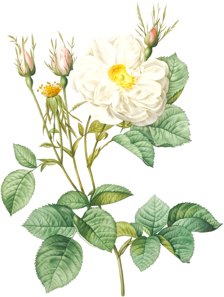 Rosa x alba, also known as the White Leaf of Fleury (Rosa alba foliacea) from Les Roses (1817–1824) by Pierre-Joseph Redouté.