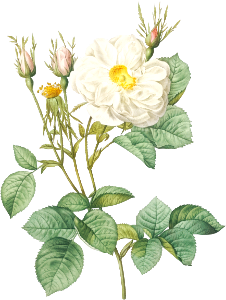 Rosa x alba, also known as the White Leaf of Fleury (Rosa alba foliacea) from Les Roses (1817–1824) by Pierre-Joseph Redouté.