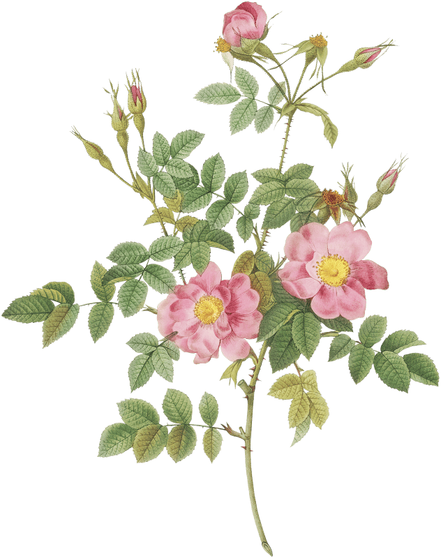Semi-Double Sweet Briar, also known as Rusty Rose with Semi-Double Flowers (Rosa rubiginosa flore semi-pleno) from Les Roses (1817–1824) by Pierre-Joseph Redouté.