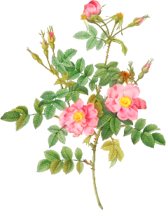 Semi-Double Sweet Briar, also known as Rusty Rose with Semi-Double Flowers (Rosa rubiginosa flore semi-pleno) from Les Roses (1817–1824) by Pierre-Joseph Redouté.