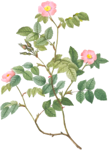 Eglantine also known as Wild Rosehips (Rosa rubiginosa nemoralis) from Les Roses (1817–1824) by Pierre-Joseph Redouté.
