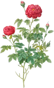 Burgundy Cabbage Rose, also known as the Pompon of Burgundy (Rosa pomponia Burgundiaca) from Les Roses (1817–1824) by Pierre-Joseph Redouté.