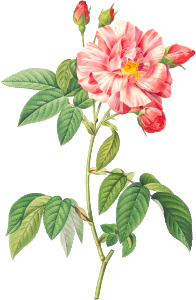 Rosa Mundi, French Rosebush with Varigated Flowers (Rosa gallica versicolor) from Les Roses (1817–1824) by Pierre-Joseph Redouté.